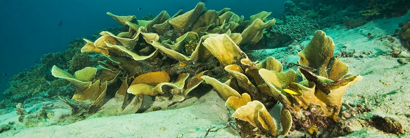 吸附剂检测