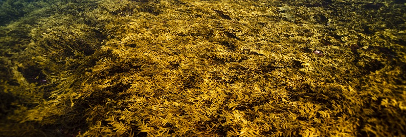 海藻酸丙二醇酯检测